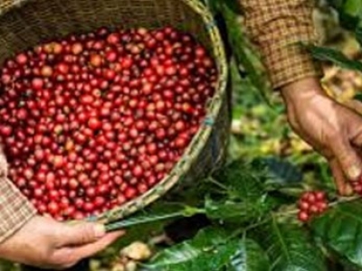 Differenze tra caffè biologico e caffè normale